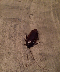 ���۸��᡿���￴�������᱾��ȥ̤������