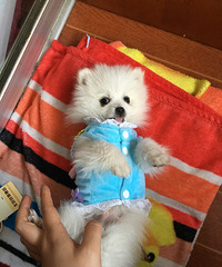 �ҵĳ���С���������⡣