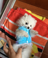 �ҵĳ���С���������⡣