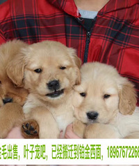 ����Ҷ�ӳ�ɳ��۸�Ʒ��С��ë��������һ��