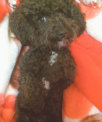 ��Ů����