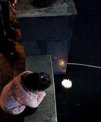 �����ٴ����ճ���+�Ż�����