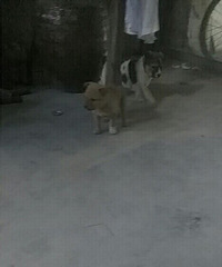 ��������С�̹����绰��158686949