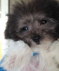 ����̩�����¼ң�2-3���£�����2-3��