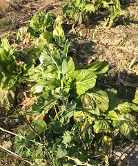 ���۸��᡿���Զ�Ҷ�ǲ���������еĲ���