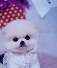 ��������Ŀ��鲩��