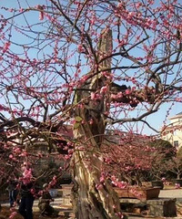 ��ǰ500�����÷��