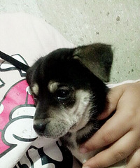 ·�߼񵽵�С�̹���������΢�ţ�Y2535