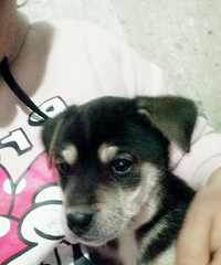 ·�߼񵽵�С�̹���������΢�ţ�Y2535