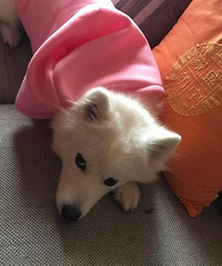 Ѱ����ĦҮROSE