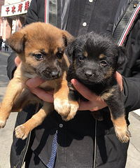 һ��С�����Ұ����˼��������