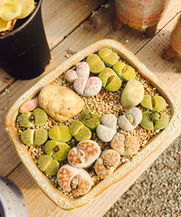 æ��͵�У�������һ��