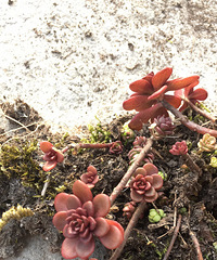 Ұ������ֲ��