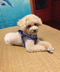 ������һֻС��