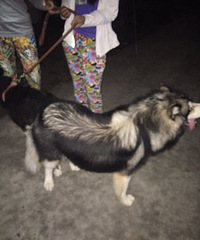 ����˹��Ҫ���ֵ���ϵ��