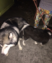 ����˹��Ҫ���ֵ���ϵ��