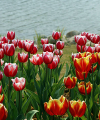 桃花、梨花、樱花、郁金香、油菜花赏花集合