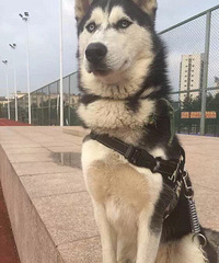 ���������� 178cm �з��޴��� լ