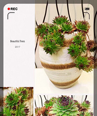 ���ı���