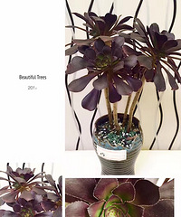 ���ı���