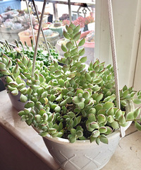 �����е�������ȥ�������һȦ�����ְ�