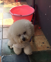 ��һ����ˬ��С����