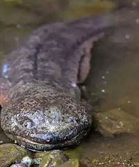 ���볬��Ұ��������