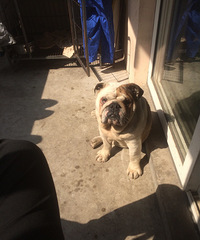 ������ţ