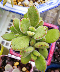 �ջ�����