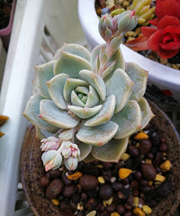 �ջ�����