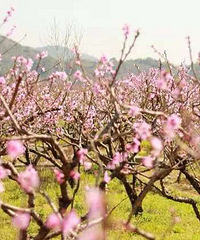 花痴们:台州春天赏花最全攻略来了,收着可以让你浪一整个春天
