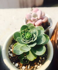 ��ĩ����