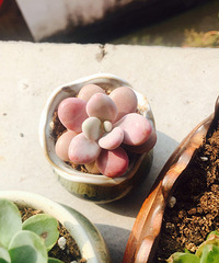 ��ĩ����