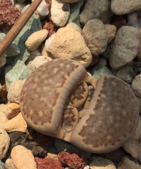 �����ѵ���ʱ���ĵ�