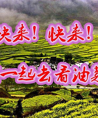 春色撩人,大宝贝们!让我们一起去看看油菜花吧!
