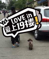 [����]�ٺ�����С���ų����Ƹ�����ʧһֻ̩�ϣ�