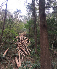 [����]��԰ɽ����ô����β�ɱ�������Ŀ����