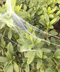 [����]����֩�뾫��������