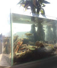 �������ģ��������Ƶ�С���