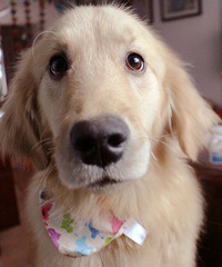 �������£��Լ��������ë��ʼ���飬������