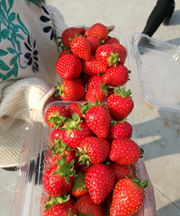 19¥����ר���Լ��Σ��Ա��ۡ�����ͷ��ժ���в�ݮ ������