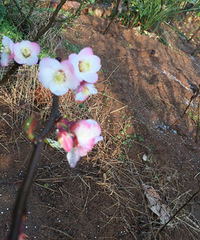 ��԰�����л�����