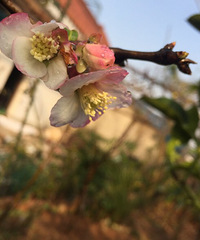 ��԰�����л�����