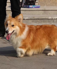 �»�¶������˳������