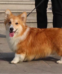 �»�¶������˳������