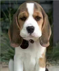 ��ת���ɶ������ѣ���û����Ҫ����ʵ��ȸ�