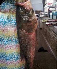 �����ϡ�ȥ�˳�����������һ���㣬����һ��Ĺ���û��