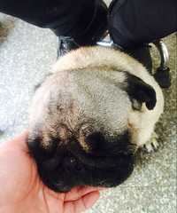 ����˸��������