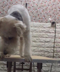 �ٺ������Ѱ��æ��