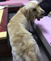 Ѱ����ʧ�Ľ�ëë